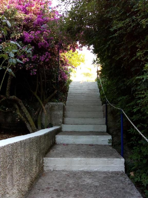 Stone stairs surrounded by vibrant bougainvillea and other plants
