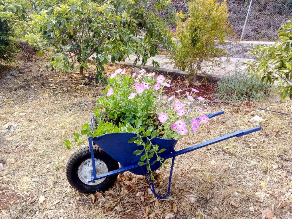 Decorative blue wheelbarrow filled with pink petunia flowers