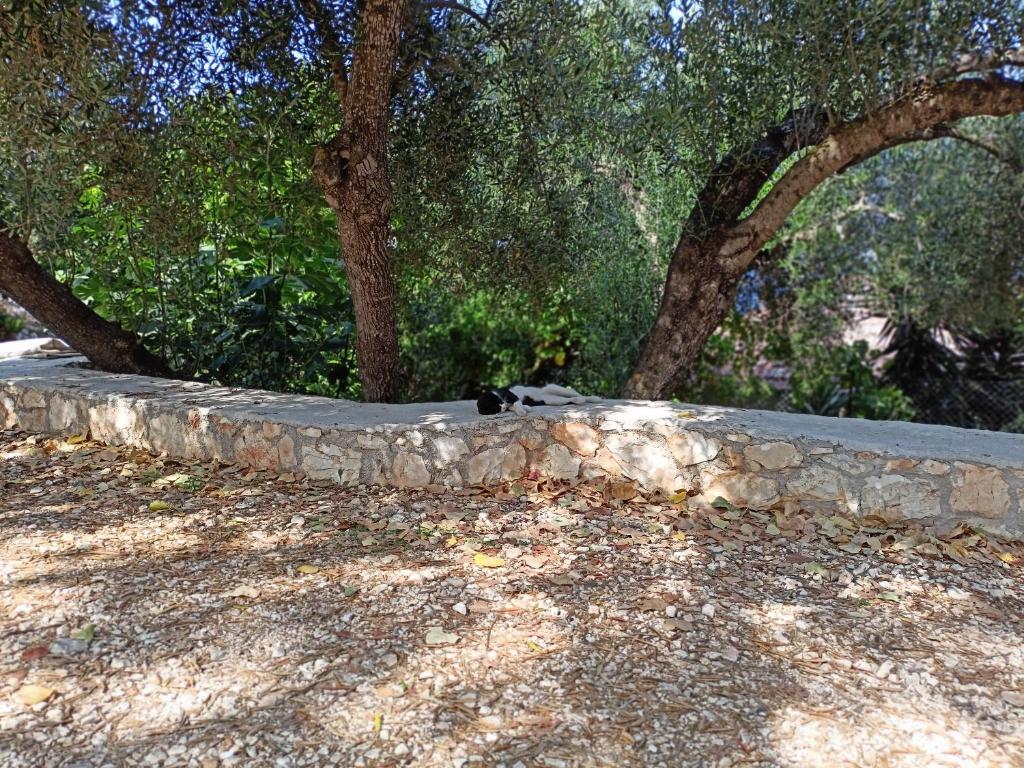 Stone wall under olive trees with a sleeping cat in the shade
