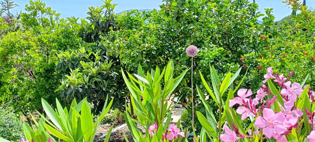 Vibrant pink oleander and other garden plants under sunny sky