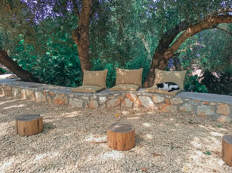 Cat sleeping free parking on site