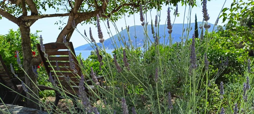Lavender flowers in the garden with a distant sea view